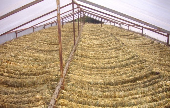 Σε απόγνωση οι καπνοπαραγωγοί λόγω ΕΦΚ στα καπνικά Σε απόγνωση οι καπνοπαραγωγοί λόγω ΕΦΚ στα καπνικά
