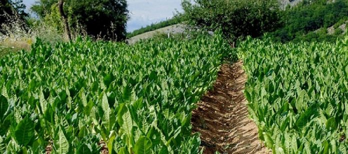 Έως και 30 λεπτά πάνω από πέρυσι o μπασμάς Έως και 30 λεπτά πάνω από πέρυσι o μπασμάς