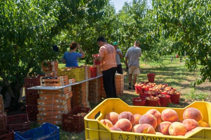 Ροδάκινο:Μεγάλο το μέγεθος της παραοικονομίας,αναντικατάστατοι οι συνεταιρισμοί Ροδάκινο:Μεγάλο το μέγεθος της παραοικονομίας,αναντικατάστατοι οι συνεταιρισμοί