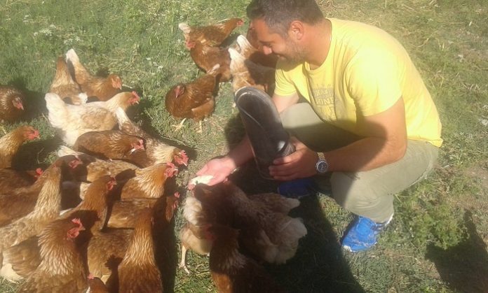 Χωριάτικα κοτόπουλα ελευθέρας βοσκής Χωριάτικα κοτόπουλα ελευθέρας βοσκής