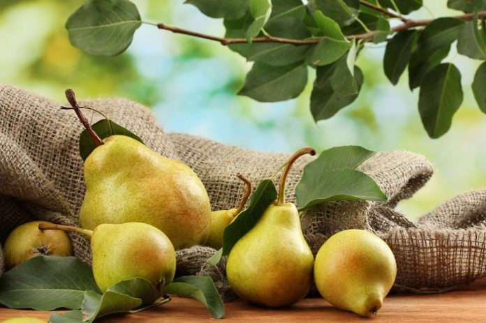 USDA: Κατά 8% μειωμένη η ευρωπαϊκή παραγωγή αχλαδιών USDA: Κατά 8% μειωμένη η ευρωπαϊκή παραγωγή αχλαδιών