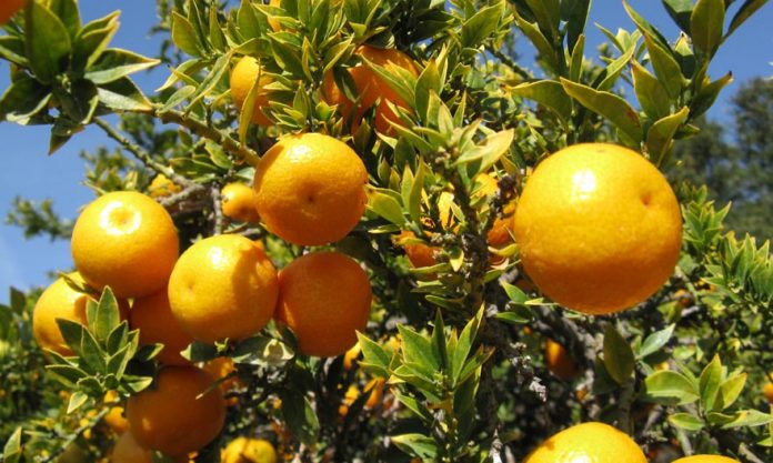 Αρκαδία: Εμφάνιση σε καλλιέργειες εσπεριδοειδών του ακάρεως Eutetranychus orientalis Αρκαδία: Εμφάνιση σε καλλιέργειες εσπεριδοειδών του ακάρεως Eutetranychus orientalis