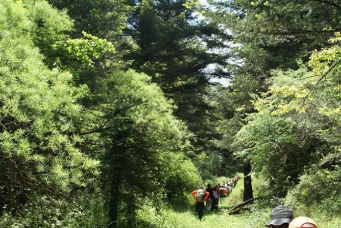 Η κεφαλληνιακή ελάτη κυριαρχεί στη Βυτίνα Η κεφαλληνιακή ελάτη κυριαρχεί στη Βυτίνα
