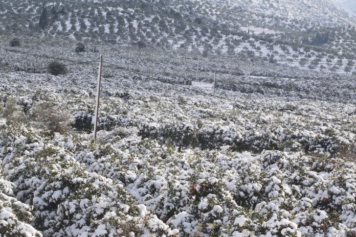 Αμέτρητες οι πληγές της «Αριάδνης» στην πρωτογενή παραγωγή Αμέτρητες οι πληγές της «Αριάδνης» στην πρωτογενή παραγωγή