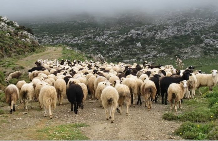 Εξαγγελίες για ελέγχους χωρίς προσωπικό καταγγέλλει η Ομοσπονδία Κτηνοτροφικών Συλλόγων και Κτηνοτρόφων Θεσσαλίας Για Πάσχα χωρίς ελληνικά αμνοερίφια προειδοποιούν οι Έλληνες κτηνοτρόφοι