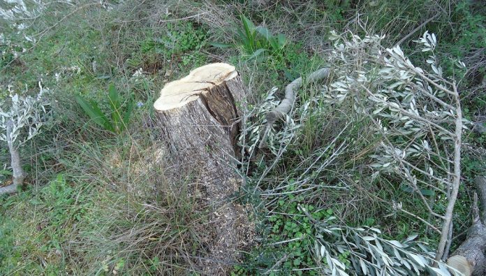 ΚΟΚΚΙΝΟ ΑΠΟ ΤΟ ΠΡΑΣΙΝΟ ΤΑΜΕΙΟ ΚΟΚΚΙΝΟ ΑΠΟ ΤΟ ΠΡΑΣΙΝΟ ΤΑΜΕΙΟ