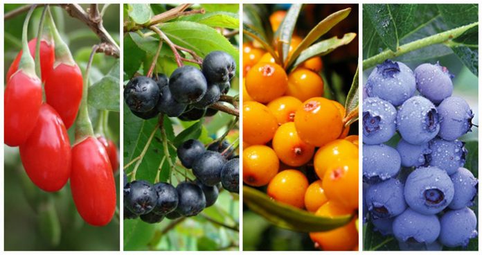 eukarpon-goji-beri-aronia-ipofaes-myrtila eukarpon-goji-beri-aronia-ipofaes-myrtila