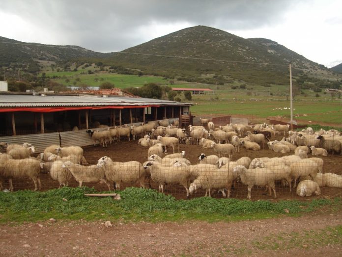 Πελοπόννησος: Απογοητευτικά τα νέα στοιχεία για την πορεία της κτηνοτροφίας