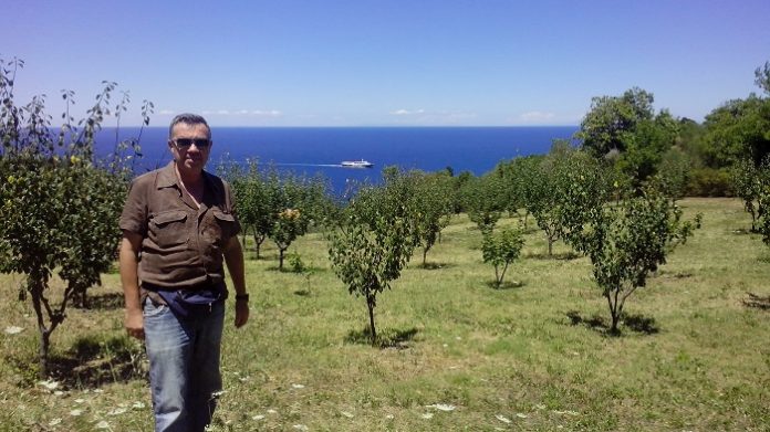 Κερδίζει έδαφος το δαμάσκηνο Σκοπέλου Κερδίζει έδαφος το δαμάσκηνο Σκοπέλου