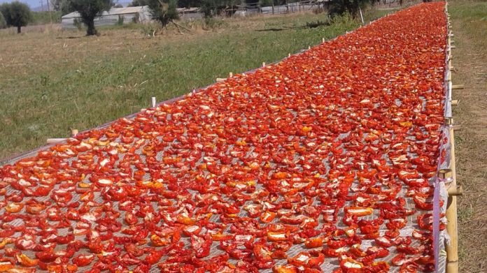 Επένδυση στην παραγωγή, αποξήρανση και τυποποίηση λιαστής ντομάτας Επένδυση στην παραγωγή, αποξήρανση και τυποποίηση λιαστής ντομάτας