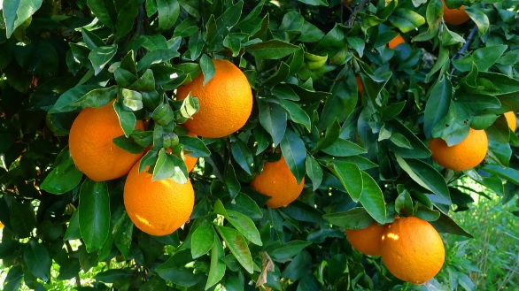 Πορτοκάλια Πελοποννήσου: Οι εξαγωγές έφεραν χαμόγελα