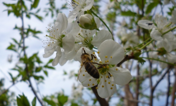 Θεσσαλία: Οι μελισσοκόμοι λένε «όχι» στα ραντίσματα