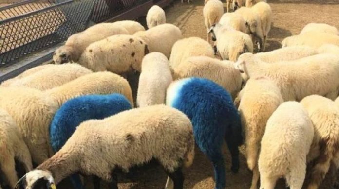 54 provata vammena ektithentai geoponiko panepistimio1 54 πρόβατα βαμμένα λουλακί εκτίθενται στο Γεωπονικό Πανεπιστήμιο