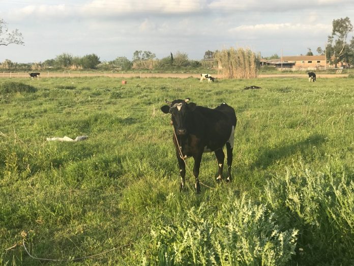 Να εκδώσουν άδειες στάβλων έως τις 15/5 καλούνται οι παλιοί της Βιολογικής Κτηνοτροφίας Να εκδώσουν άδειες στάβλων έως τις 15/5 καλούνται οι παλιοί της Βιολογικής Κτηνοτροφίας