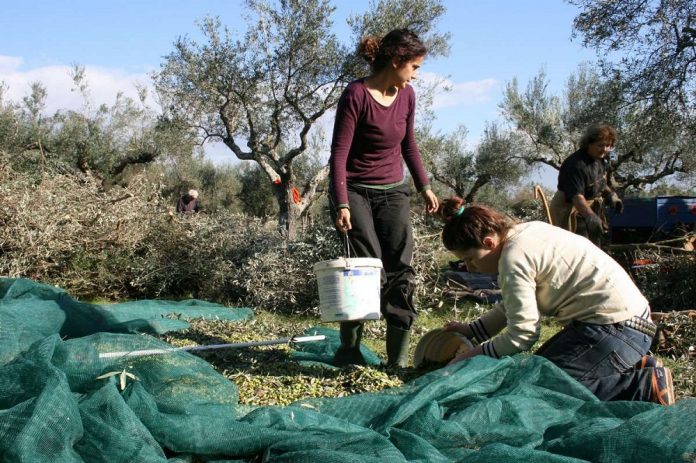 Δουλειές υπάρχουν στον αγροτικό τομέα - Οι Έλληνες δεν τις προτιμούν