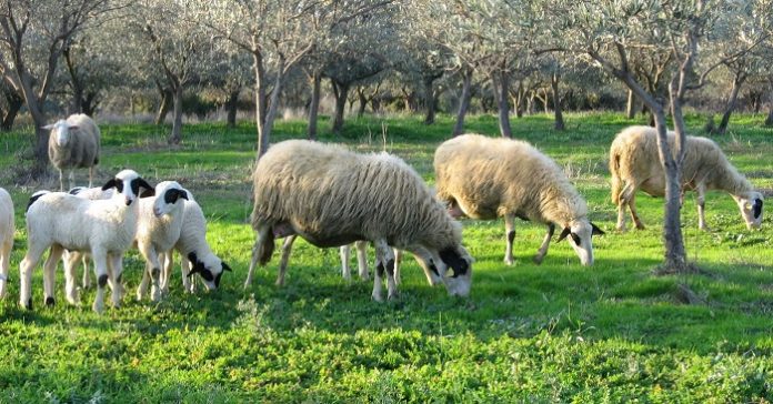 Λιγότερα τα ντόπια αρνιά το φετινό Πάσχα, σε καλύτερες τιμές ελπίζουν οι παραγωγοί Λιγότερα τα ντόπια αρνιά το φετινό Πάσχα, σε καλύτερες τιμές ελπίζουν οι παραγωγοί