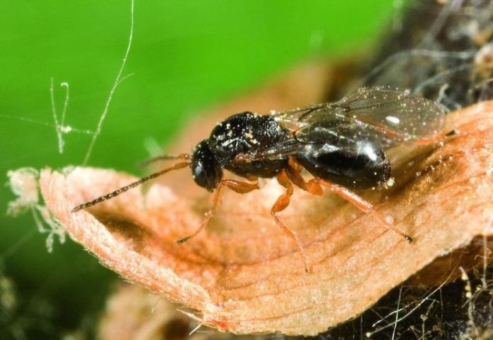 Dryocosmus_kuriphilus Η Σφήκα της Καστανιάς «χτύπησε» την Αρκαδία