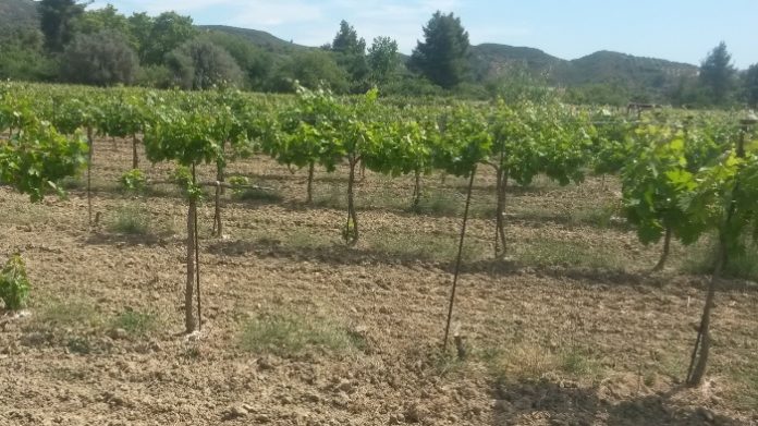 Δυτ. Ελλάδα: Κινδυνεύουν με οικονομικό αφανισμό οι σταφιδοπαραγωγοί της Ωλένης Δυτ. Ελλάδα: Κινδυνεύουν με οικονομικό αφανισμό οι σταφιδοπαραγωγοί της Ωλένης