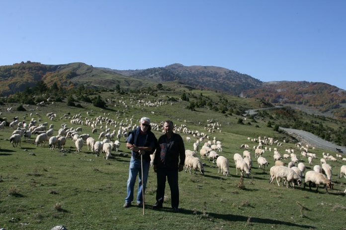 Κτηνοτρόφοι Θεσσαλίας: Αναζητώντας φθηνή και ποιοτική τροφή για τα ζώα τους Κτηνοτρόφοι Θεσσαλίας: Αναζητώντας φθηνή και ποιοτική τροφή για τα ζώα τους