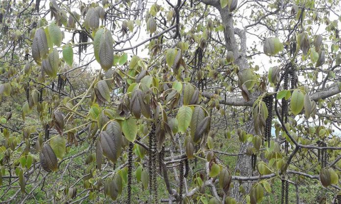 Σε απόγνωση οι δενδροκαλλιεργητές της Πέλλας – Να δοθούν άμεσα αποζημιώσεις ζητά ο Καρασμάνης Σε απόγνωση οι δενδροκαλλιεργητές της Πέλλας – Να δοθούν άμεσα αποζημιώσεις ζητά ο Καρασμάνης