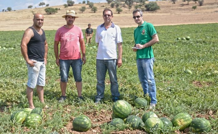Σειρά για τα Θεσσαλικά καρπούζια και πεπόνια που βγαίνουν στην αγορά Σειρά για τα Θεσσαλικά καρπούζια και πεπόνια που βγαίνουν στην αγορά