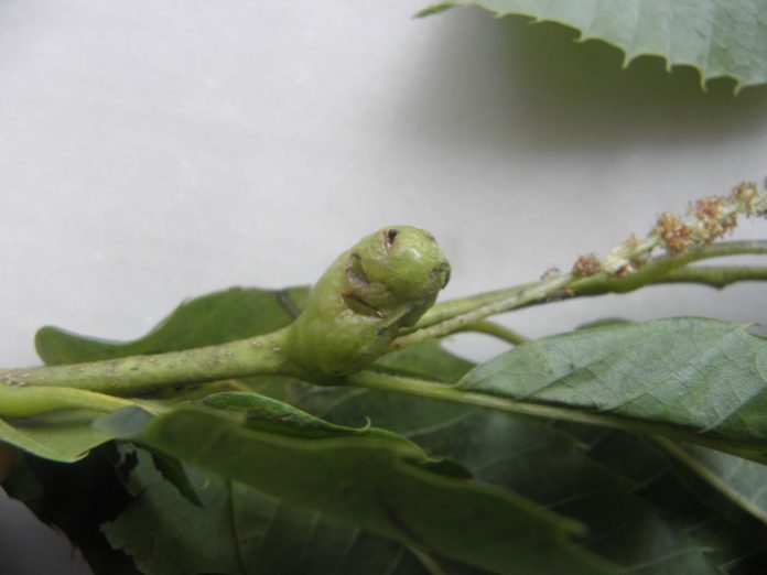 sfika-kastanias-entomo sfika-kastanias-entomo