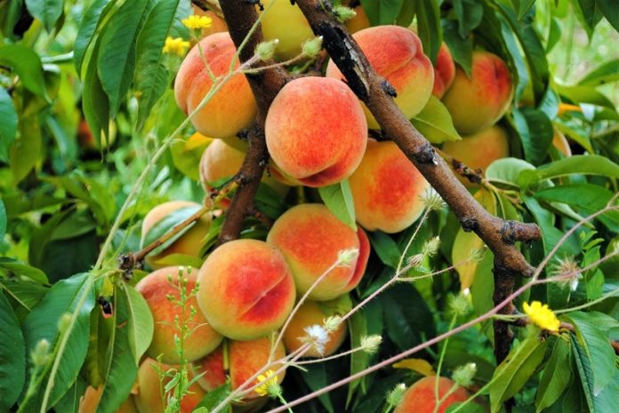 dieukriniseis-gia-tin-enisxysi-tou-epitrapeziou-rodakinou