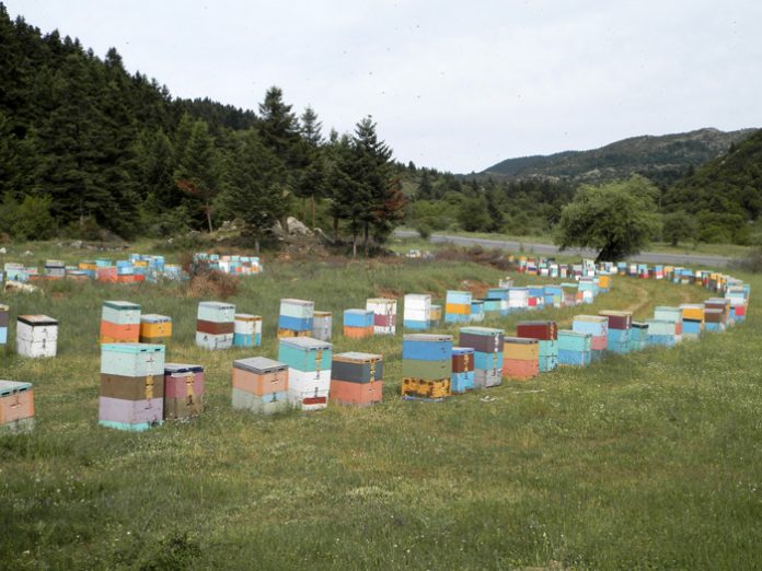 Αρκαδία: Το Μαίναλο δεν έδωσε –πάλι­­– μέλι
