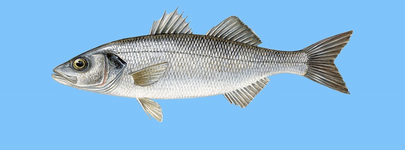 Fish Guide: Ένας οδηγός για να μάθετε ποια είναι τα ελληνικά ψάρια (Φωτό)