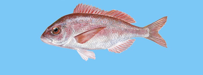 Fish Guide: Ένας οδηγός για να μάθετε ποια είναι τα ελληνικά ψάρια (Φωτό)