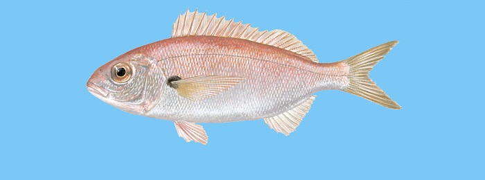 http://www.ypaithros.gr/wp-content/uploads/2017/08/fish-guide-odigos-mathete-poia-einai-ellinika-psaria13.jpg