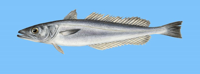 http://www.ypaithros.gr/wp-content/uploads/2017/08/fish-guide-odigos-mathete-poia-einai-ellinika-psaria15.jpg