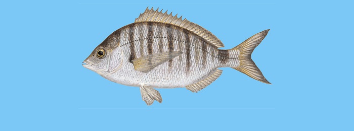 Fish Guide: Ένας οδηγός για να μάθετε ποια είναι τα ελληνικά ψάρια (Φωτό)