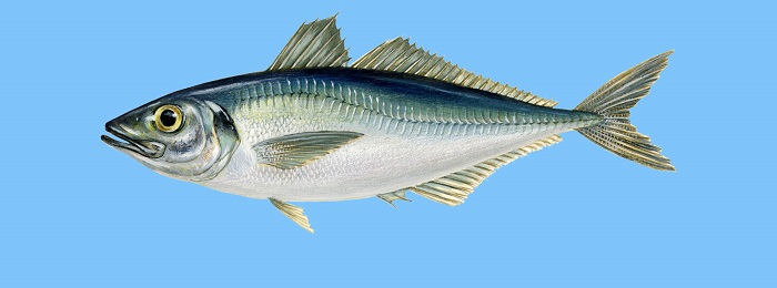 http://www.ypaithros.gr/wp-content/uploads/2017/08/fish-guide-odigos-mathete-poia-einai-ellinika-psaria23.jpg