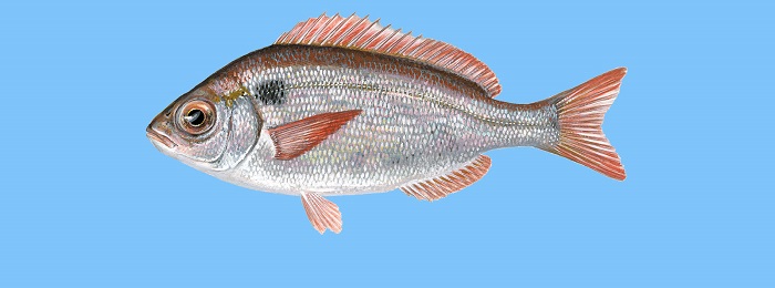 Fish Guide: Ένας οδηγός για να μάθετε ποια είναι τα ελληνικά ψάρια (Φωτό)