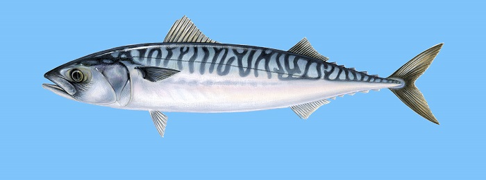 http://www.ypaithros.gr/wp-content/uploads/2017/08/fish-guide-odigos-mathete-poia-einai-ellinika-psaria8.jpg