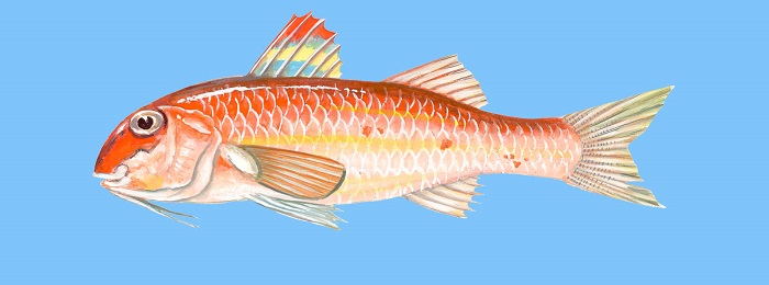 http://www.ypaithros.gr/wp-content/uploads/2017/08/fish-guide-odigos-mathete-poia-einai-ellinika-psaria9.jpg