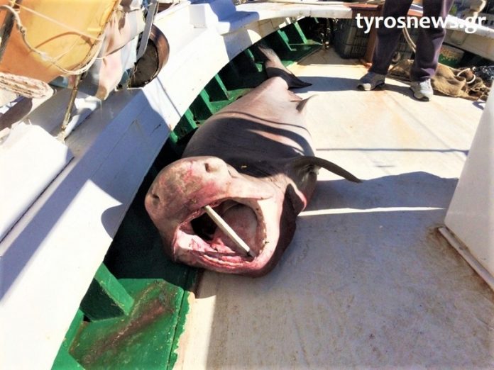 karxaria 100 kilon epiase tyro arkadias1 Καρχαρία 100 κιλών έπιασε ψαράς στον Τυρό Αρκαδίας