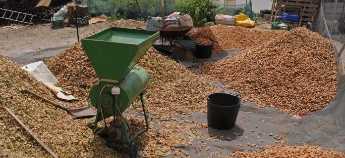 Παραγωγή αμυγδάλου 2017: Μόνη της στην κορυφή η Ελασσόνα