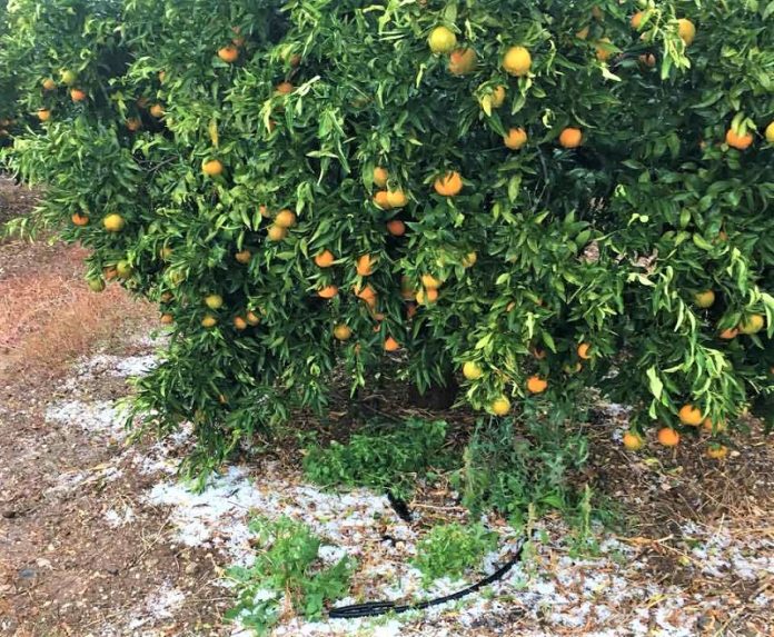 megali zimia prokalese paragogous xalazi argolida2 Μεγάλη ζημιά προκάλεσε στους παραγωγούς το χαλάζι στην Αργολίδα