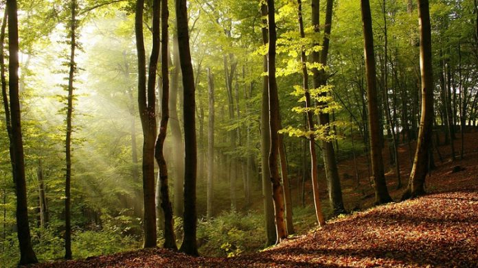 pyrkagia elatodasos kalavryta Πυρκαγιά σε ελατοδάσος στα Καλάβρυτα
