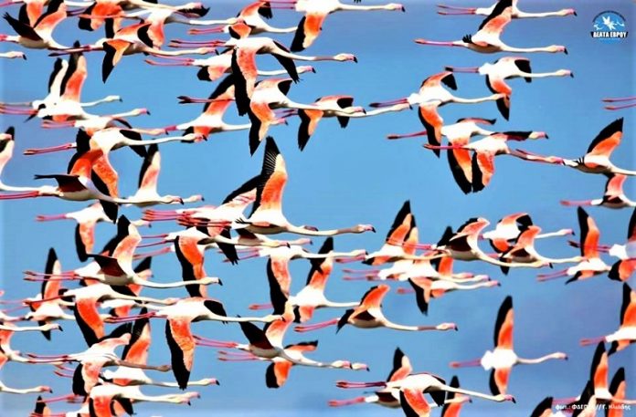 pagkosmia imera ygrotopon delta evrou12 Παγκόσμια Ημέρα Υγροτόπων στο Δέλτα του Έβρου