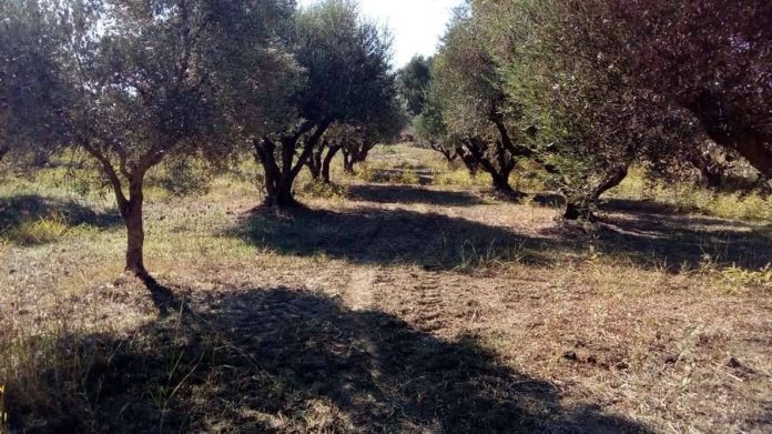 Ενημερωτικές δράσεις από την Αγροδιατροφική Σύμπραξη Ιονίων Νήσων Ενημερωτικές δράσεις από την Αγροδιατροφική Σύμπραξη Ιονίων Νήσων
