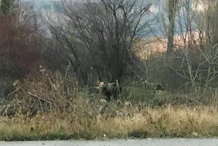 epixeirisi apomakrynsis nearon arkoudon kastoria Επιχείρηση απομάκρυνσης δυο νεαρών αρκούδων στη Καστοριά