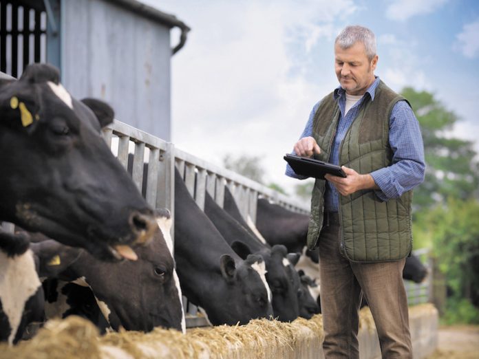 Farmer with digital tablet inspecting cows whilst feeding from trough on dairy farm