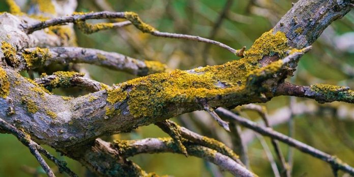 leixines antimetopisi karpofora dentra Πώς αντιμετωπίζονται οι λειχήνες στα καρποφόρα δέντρα;