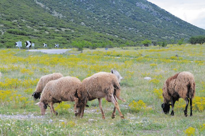 Με ατομικές συμφωνίες παρακάμπτουν τον συνεταιρισμό για να μειώσουν τις τιμές οι γαλακτοβιομηχανίες Με ατομικές συμφωνίες παρακάμπτουν τον συνεταιρισμό για να μειώσουν τις τιμές οι γαλακτοβιομηχανίες