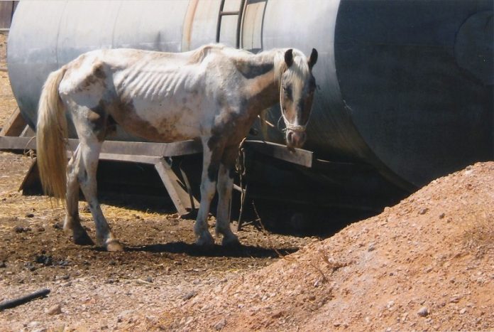 na pos zoun aloga gaidouria moularia ellada3 Να πώς ζουν άλογα, γαϊδούρια και μουλάρια στην Ελλάδα (Φωτό)