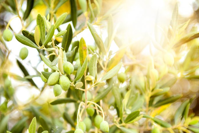 olive-app olive-app