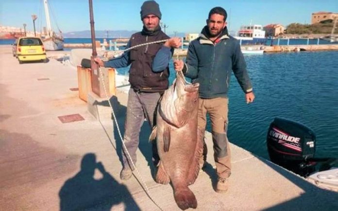 psaras epiase kalami sfyrida gigas zygize 63 kila Ψαράς έπιασε με καλάμι σφυρίδα γίγας που ζύγιζε 63 κιλά (Βίντεο)